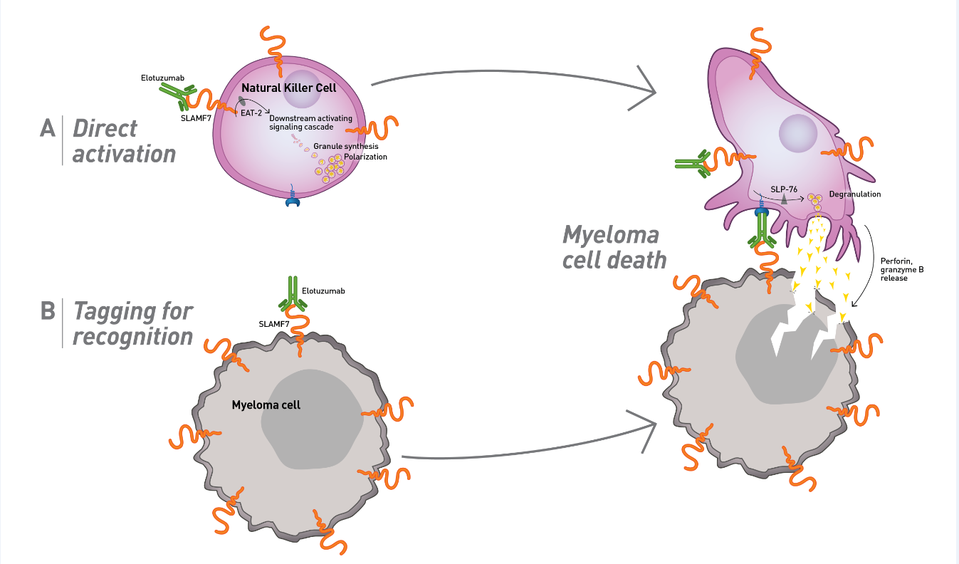 Elotuzumab Works Via a Dual Mechanism of Action by Both Directly Activating Natural Killer Cells and Through Antibody-Dependent Cell-Mediated Cytotoxicity (ADCC) to Cause Targeted Myeloma Cell