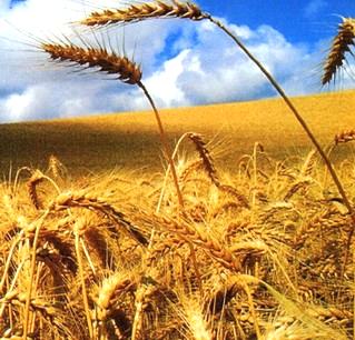 Zagadnienia 1. Potencjał a) rolnictwa b) przemysłu rolno-spożywczego, 2.