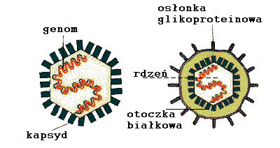 Pierwotniaki - królestwo organizmów obejmujące te organizmy, które nie weszły w skład: chromistów, grzybów, roślin i zwierząt. Posiadają zarówno cechy zwierząt jak i roślin.