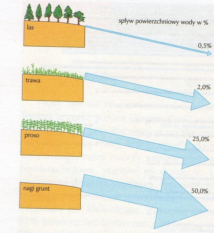 budowa geologiczna decyduje o przepuszczalności skał pokrywa roślinna oddziaływanie szaty roślinnej na kształtowanie