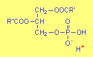 Glicerofosfolipidy Kwas fosfatydowy Glicerofosfolipidy zbudowane są z czterech składników: Glicerolu Dwóch reszt acylowych połączonych wiązaniami estrowymi z atomami C1 i C2