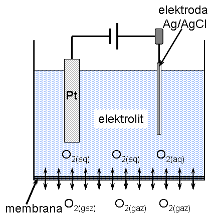 Rys. 1. Schemat amperometrycznej elektrody tlenowej Clarka. Katoda znajduje się w szklanej otoczce izolującej.