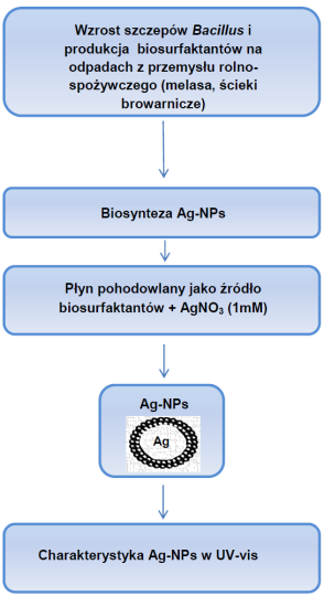 J. CHOJNIAK i in. 35 2. METODYKA BADAŃ 2.1. PROWADZENIE HODOWLI BAKTERYJNEJ Do badań użyto 3 szczepów Bacillus (T-1, T 1, I -1a) wyizolowanych z gleby zanieczyszczonej związkami ropopochodnymi [2].