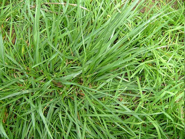 kostrzewa trzcinowa (Festuca arundinacea) gatunek o silnie rozwiniętym systemie korzeniowym wysoce odporna na stres termiczny i wilgotnościowy niskie wymagania