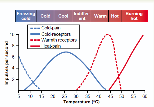 Czucie temperatury Receptory zimna >>receptory ciepła (3-10x) Położone w skórze właściwej Do ich