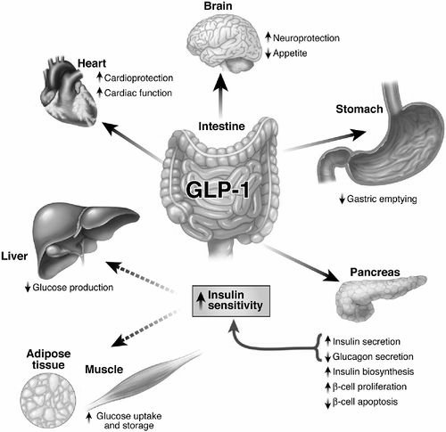 Inhibitory alfa-glukozydaz mechanizm alfa-glukozydazy - glikoamylaza, sacharoza, maltoza, izomaltaza, trenalaza (rozkładają cukry złoŝone do cukrów prostych) Akarboza pseudotetrasacharyd o wysokim