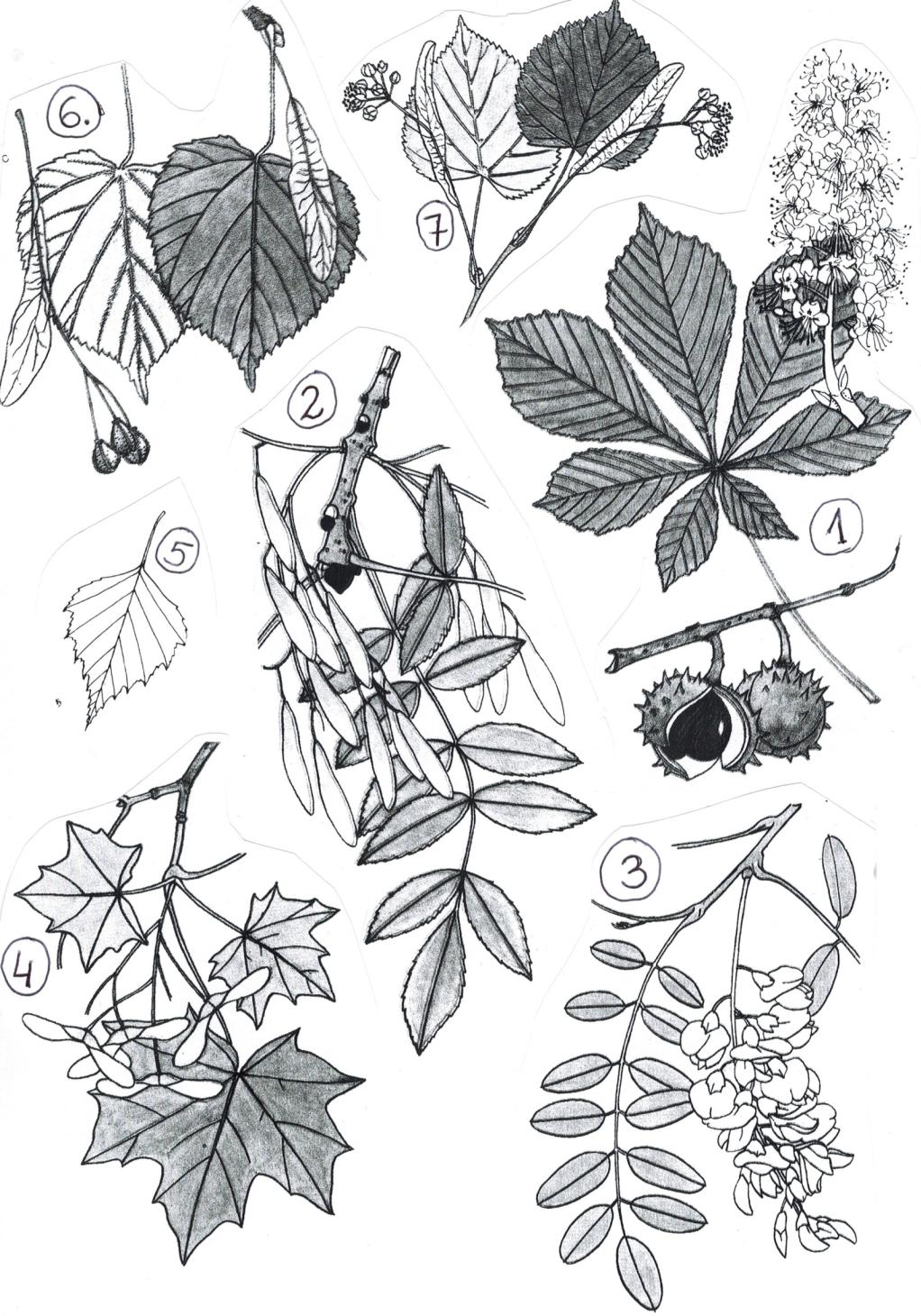 Prygotuj się do sprawdianu Odpowiedi - Licby naturalne Zadanie 1. a) b) c) 50 3100 4000 180 1100 654 000 310 910 100 00 10 1600 37 000 1100 0 13 000 Zadanie 2.