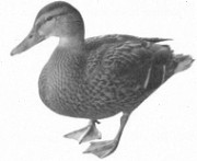 Monitoring ptaki w Natura 2000 Obszar Natura 2000 - Dolina