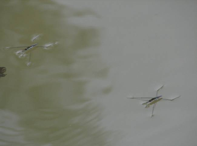 (Coenagrion puella) J.D.