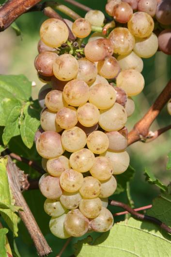 Nr katalogowy: 60000002 Włochy Nazwa: Valpolicella Classico Region: Veneto Winnica: Domus Vini Szczep winogron: 65% Corvina Vereonese, 20% Rondinella, 10% Corvinone, 5% Molinara Temp.