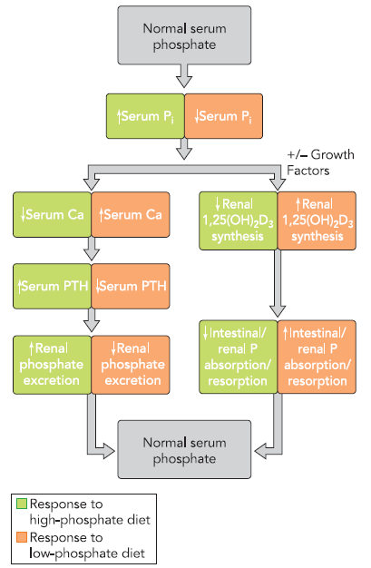 Wpływ diety Stężenie fosforu w osoczu jest regulowane na drodze hormonalnej podczas długotrwałej diety bogatej/ubogiej w fosfor Większe wchłanianie jelitowe fosforu, związane z posiłkiem bogatym w