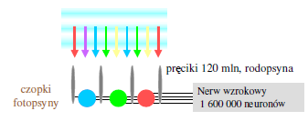 Widzenie barw Krzysztof Korona Fizyka w doświadczeniach okno optyczne 400 nm ( barwa fioletowa) 700 nm (barwa czerwona) uzależnione od właściwości f izyko chemicznych oka, podczerwień oraz