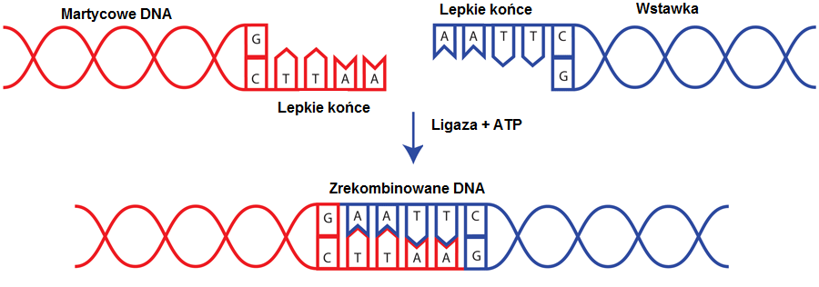 C) Podstawowe enzymy modyfikujące DNA przydatne do klonowania: 1) Alkaliczna fosfataza: Katalizuje usuwanie grup 5 fosforanowych z DNA, RNA oraz tri fosforanów.