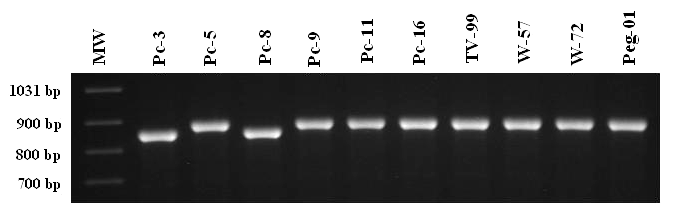 Fot. 6. Różnice w długości analizowanego fragmentu r DNA P. citricola (Pc3 i Pc8) i P.