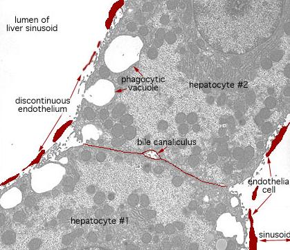 Inne populacje komórek wątroby Komórki śródbłonka naczyń zatokowych Śródbłonek