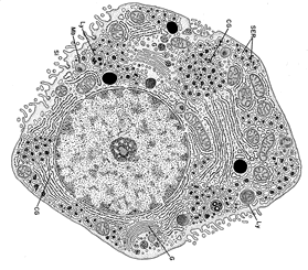 makrofagów: niszczenie starych erytrocytów, rozkład hemoglobiny, wydzielanie białek