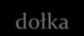 Czopki - odpowiedzialne za widzenie dzienne (fotopowe; przy poziomie oświetlenia powyżej 30lx); - liczba czopków na siatkówce jednego oka to około 6 mln.