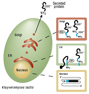 Kluyveromyces lactis Ekspresja w drożdżach zachodzi spod silnego promotora LAC4, który NIE umożliwia ekspresji w E. coli (geny kodujące białka toksyczne dla E.