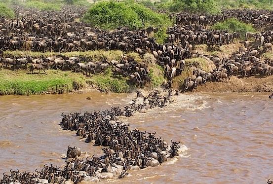 ATRAKCJE: REZERWAT MASAI MARA I WIELKA MIGRACJA: Każdego roku między lipcem a wrześniem półtora miliona antylop gnu przekracza rzekę Marę wędrując z Serengeti na kenijską stronę ekosystemu do