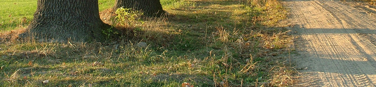 Cechy zadrzewień: Duże