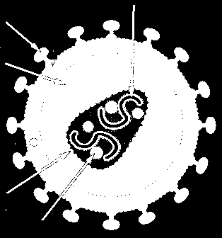 Retrowirus HIV 2 1 3 4 5 1-RNA 2-glikoproteiny gp120 3-osłonka zbudowana z białek p17