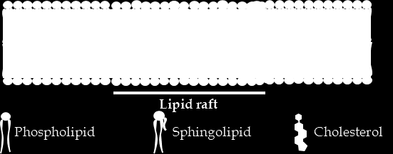 Funkcje składnik budulcowy błon lipidowych: odpowiada za ich płynności błon, bierze udział w tworzenia tratw (raftów) lipidowych.
