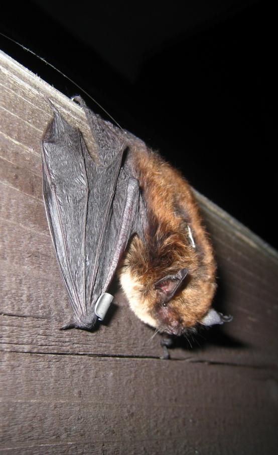 n/m 2 /h rojenie się godzina po zachodzie słońca aktywność nocna