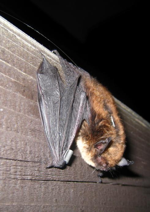 udział w zespole nietoperzy n=3207 17 gatunków Myotis