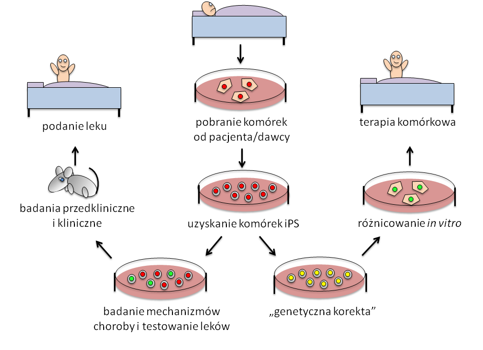 Komórki macierzyste. Część II pluripotencjalne komórki macierzyste Barbara Świerczek, Daniel Dudka, Karolina Archacka EDUKACJA BIOLOGICZNA I ŚRODOWISKOWA 2/2013 9 tkankowej nie występuje.