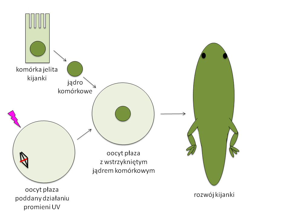 Komórki macierzyste. Część II pluripotencjalne komórki macierzyste Barbara Świerczek, Daniel Dudka, Karolina Archacka EDUKACJA BIOLOGICZNA I ŚRODOWISKOWA 2/2013 4 rozwoju: błony płodowe oraz łożysko.