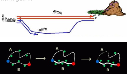 Mrówki: Jak one to robią? Ponieważ trasa B jest krótsza, mrówki będą kontynuowały tu swą podróż znacznie częściej i dlatego będą kłaść więcej feromonu właśnie na niej.