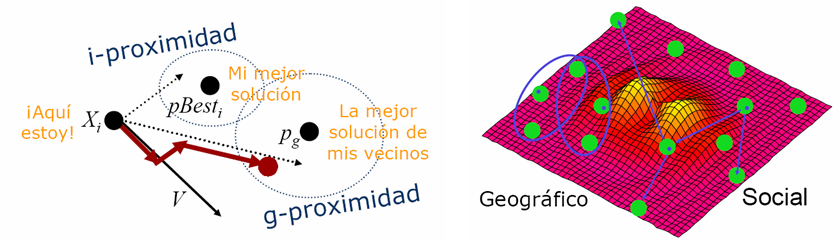 Particle Swarm Optimization Kombinacja gbest i pbest :wymaga kompromisu lbest topologia może być: Socjalna: cząsteczki w topologii są zawsze takie same, niezależnie gdzie są w przestrzeni;