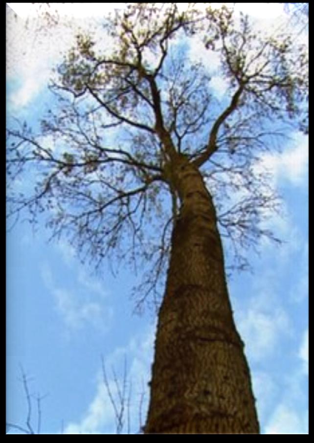 Dania- podejmowane działania W Danii jesion wyniosły to mityczne drzewo życia gdy umiera jesion- następuje schyłek świata W 2005 r.
