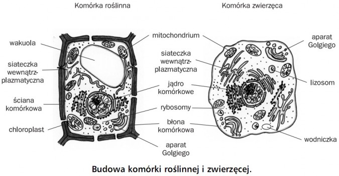 7. Budowa komórki bakterii i grzyba.
