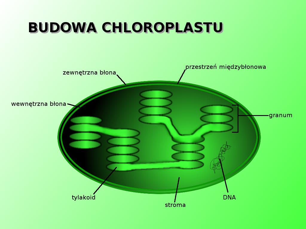 powstała energia jest magazynowana w ATP- adenozynotrójfosforan, związek wysokoenergetyczny magazynujący energię c) plastydy to chloroplasty, chromoplasty i leukoplasty, występują tylko w komórkach