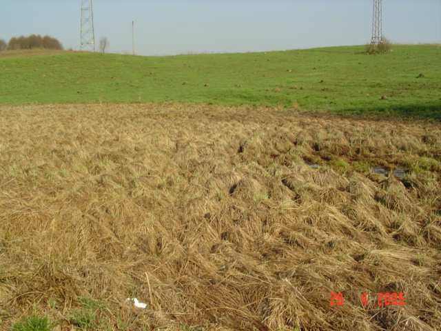 Fot.1. Zbiornik nr 2 (2004 r.) Fot.2. Zbiornik nr 2 (2005r.) Stanowisko 1 zbiornik nr 2 Zbiornik okresowy, śródłąkowy i silnie nasłoneczniony. Powierzchnia ok.
