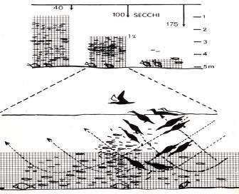 Kormoran Phalacrocorax carbo L.