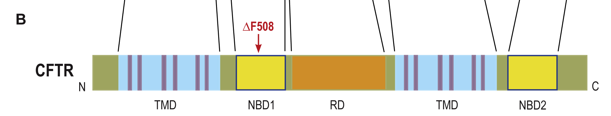 12. Diagnostyka molekularna chorób uwarunkowanych defektami 295 Ryc. 12.4. Gen CFTR oraz białko przez niego kodowane. A.