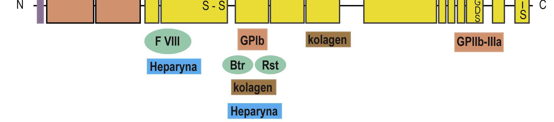 310 T. Pawełczyk VFW. Współwystępowanie mutacji R854Q i R2535 związane jest z nasileniem objawów krwotocznych w porównaniu do chorych z pojedynczą zmianą obecną w obu allelach.