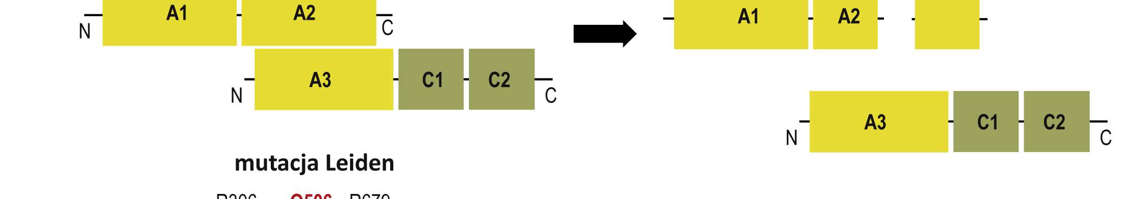 Aktywacja FV następuje w wyniku ograniczonego cięcia trombiną i FXa (w miejscach zaznaczonych strzałkami) co powoduje degradację podjednostki B i powstanie aktywnego FVa poprzez niekowalencyjną