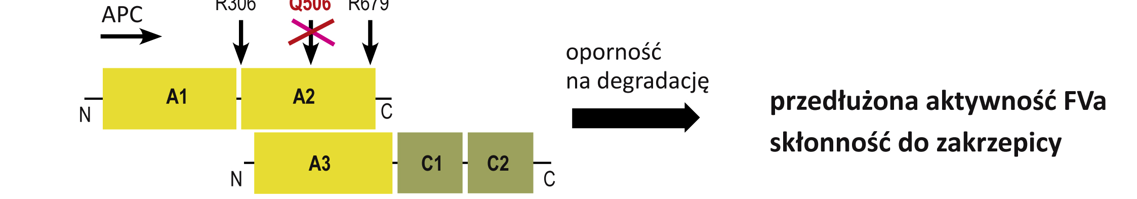 12. Diagnostyka molekularna chorób uwarunkowanych defektami 315 Ryc. 12.8. Gen F5 oraz białko przez niego kodowane. A. Schemat genu F5 z zaznaczonym miejscem wystąpienia mutacji Leiden w eksonie 10.