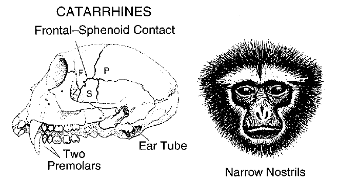 Małpy wąskonose Wąska przegroda nosowa Otwory nosowe położone są blisko siebie i skierowane ku dołowi Formuła zębowa: 2.