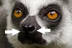 Małpiatki LEMUROKSZTAŁTNE (Lemury + Lorisy) Małe zwierzęta (kilka dkg kilka kg)