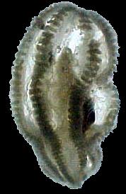 FILOGENEZA molekularna zwierząt embrion żebropława Armstrong (2002) Ecdysozoa liniejące płazińce mięczaki