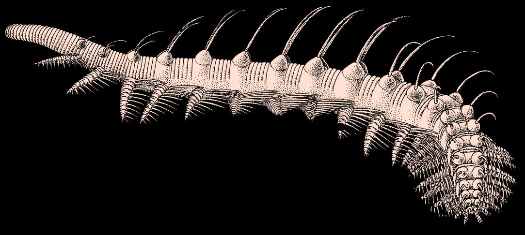 OGNIWO WIĄŻĄCE Ecdysozoa Xenusion kambr 540 mln lat Dzik & Krumbiegel (1989) Lobopodia Nemathelminthes od początku kambru wylinki zwierząt o