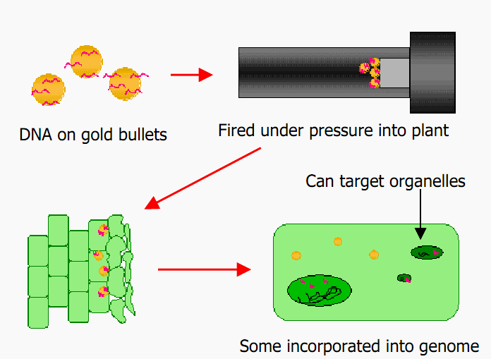 Mikrowstrzeliwanie (metoda biolistyczna) Mikroskopijne kulki złota lub wolframu zostają