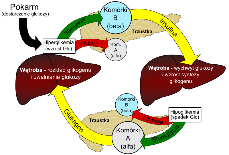 Rola insuliny w regulacji