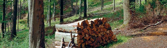Biomasa 0 Biomasa 320 Potencjał (TWh) 205 Wiatr Woda 25 Słońce 405 Geotermia530 Zasoby biomasy w Polsce Drewno opałowe pozyskiwane z lasów