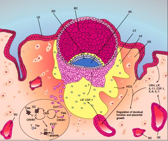 Hormony i cytokiny w implantacji blastocysty