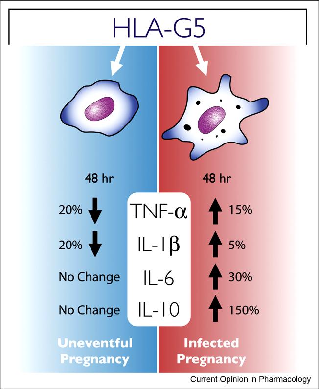 HLA-G: antygen niekonwencjonalny -IFN-g